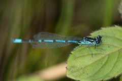 David Plant Photography - Wildlife Photography - Variable damselfly - B